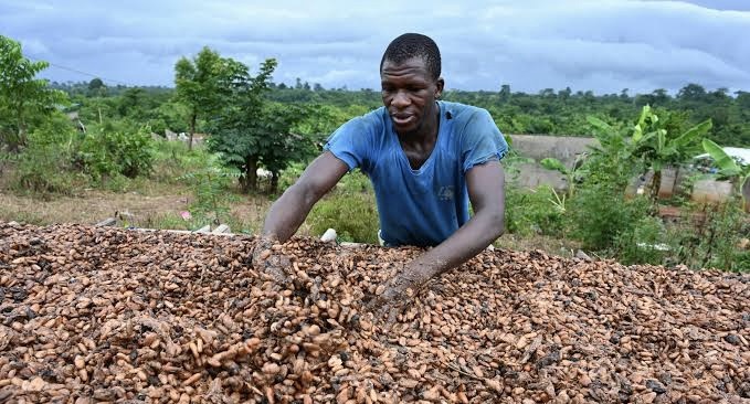 Cacao, café, caoutchouc : le Cameroun court après les cours mondiaux… et s’épuise